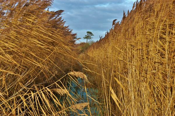             Reeds, Rhyne and Lonesome Pine         Picture Board by John Iddles