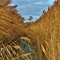 Buy canvas prints of             Reeds, Rhyne and Lonesome Pine         by John Iddles