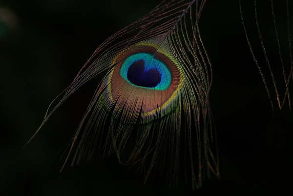 Peacock's plumage eye Picture Board by John Iddles
