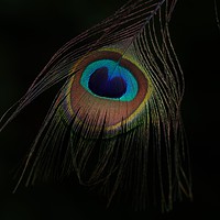 Buy canvas prints of Peacock's plumage eye by John Iddles