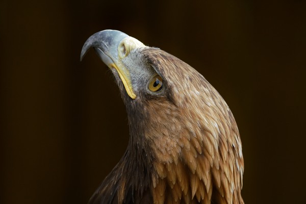 Tawny Eagle Picture Board by John Iddles