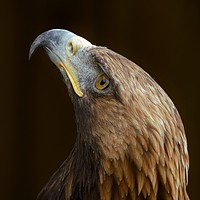 Buy canvas prints of Tawny Eagle by John Iddles