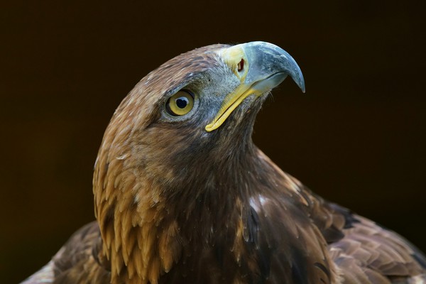 Tawny Eagle Picture Board by John Iddles