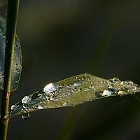 Buy canvas prints of Dew Drops                                by John Iddles