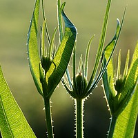 Buy canvas prints of Teasels at Dawn                                by John Iddles