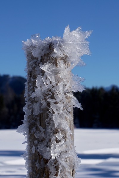 Frosty Alpine Pole                                 Picture Board by John Iddles