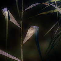 Buy canvas prints of Dewdrops at Dawn by John Iddles