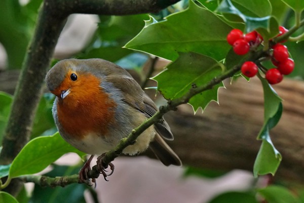 Robin and Holly Picture Board by John Iddles