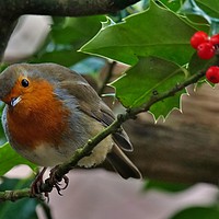 Buy canvas prints of Robin and Holly by John Iddles