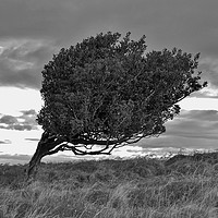 Buy canvas prints of Windswept Holly by John Iddles