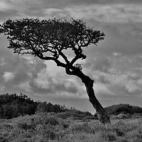 Buy canvas prints of Windswept Hawthorn by John Iddles