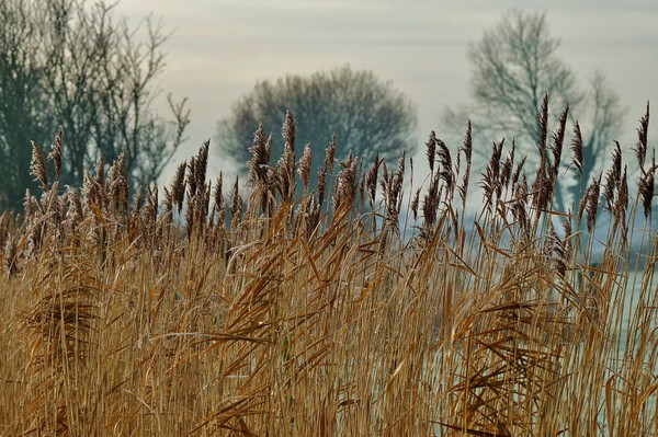 Frosty Reeds Picture Board by John Iddles