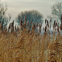 Buy canvas prints of Frosty Reeds by John Iddles