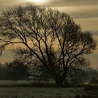 Buy canvas prints of Winter tree silhouette by John Iddles