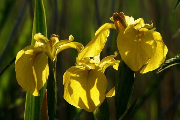 Yellow Flag Irises in evening sunlight Picture Board by John Iddles