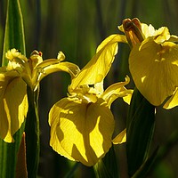 Buy canvas prints of Yellow Flag Irises in evening sunlight by John Iddles