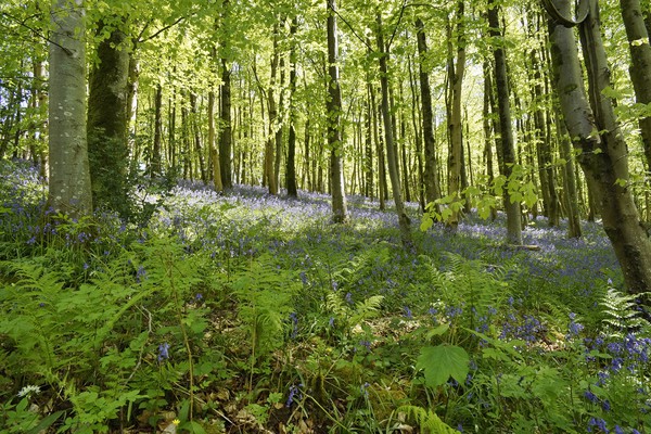 Bluebells in Long Wood                             Picture Board by John Iddles