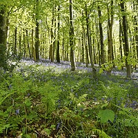 Buy canvas prints of Bluebells in Long Wood                             by John Iddles