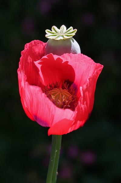 Red Poppy Picture Board by John Iddles