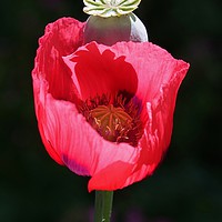 Buy canvas prints of Red Poppy by John Iddles