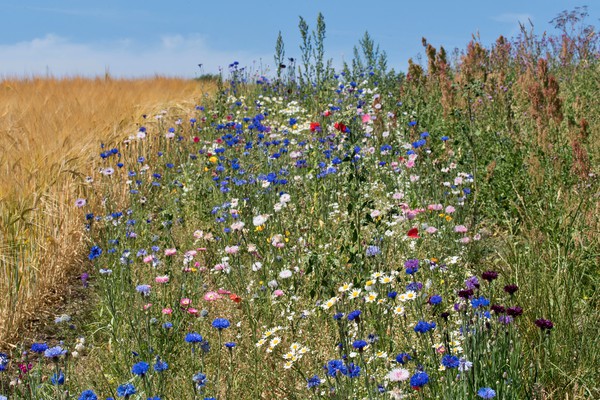 Sunny Wildflower Meadow Picture Board by John Iddles