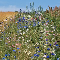 Buy canvas prints of Sunny Wildflower Meadow by John Iddles