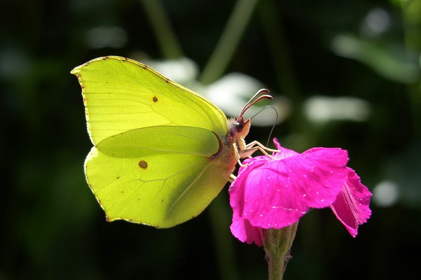 Backlit Brimstone Picture Board by John Iddles