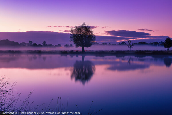 Purple sunrise in Bushy Park Picture Board by Milton Cogheil