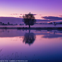 Buy canvas prints of Purple sunrise in Bushy Park by Milton Cogheil