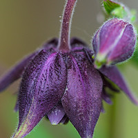 Buy canvas prints of Aquilegia Vulgaris by Milton Cogheil