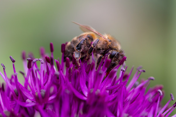 Common carder bee on a Purple Allium Flower Picture Board by Milton Cogheil