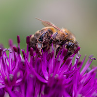 Buy canvas prints of Common carder bee on a Purple Allium Flower by Milton Cogheil