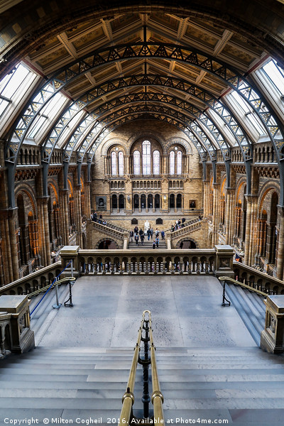 Natural History Museum, London Picture Board by Milton Cogheil