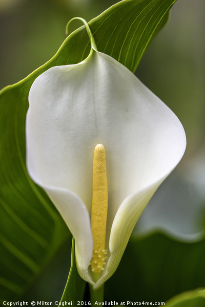 White Lily Picture Board by Milton Cogheil
