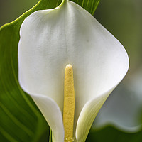 Buy canvas prints of White Lily by Milton Cogheil