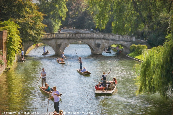 Punting in Cambridge Picture Board by Milton Cogheil