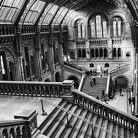 Buy canvas prints of London Natural History Museum by Milton Cogheil