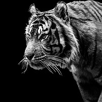 Buy canvas prints of Tiger 1 - Black Series by Milton Cogheil