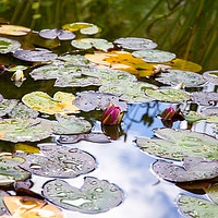 Buy canvas prints of Water Lilies by Milton Cogheil