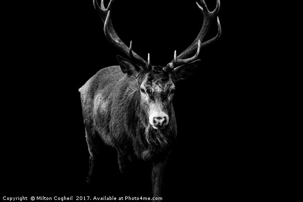 Red Deer 2 - Black Series Picture Board by Milton Cogheil