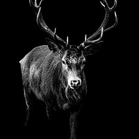 Buy canvas prints of Red Deer 2 - Black Series by Milton Cogheil