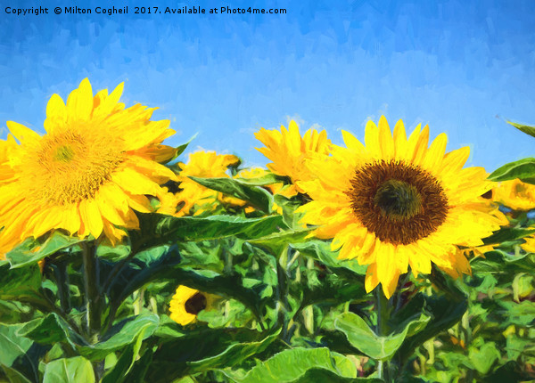 Sunflower Field II Digital Art Picture Board by Milton Cogheil