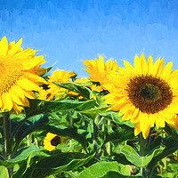 Buy canvas prints of Sunflower Field II Digital Art by Milton Cogheil