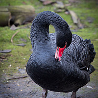 Buy canvas prints of Black Swan 1 by Milton Cogheil