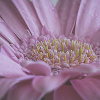 Buy canvas prints of Pink Germini Flower by Milton Cogheil