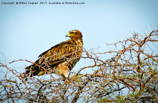 Tawny Eagle Picture Board by Milton Cogheil