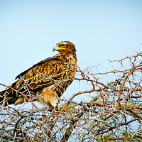 Buy canvas prints of Tawny Eagle by Milton Cogheil