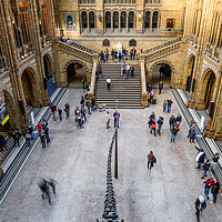 Buy canvas prints of Natural History Museum by Milton Cogheil