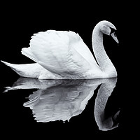 Buy canvas prints of Swan 1 - Black Series by Milton Cogheil