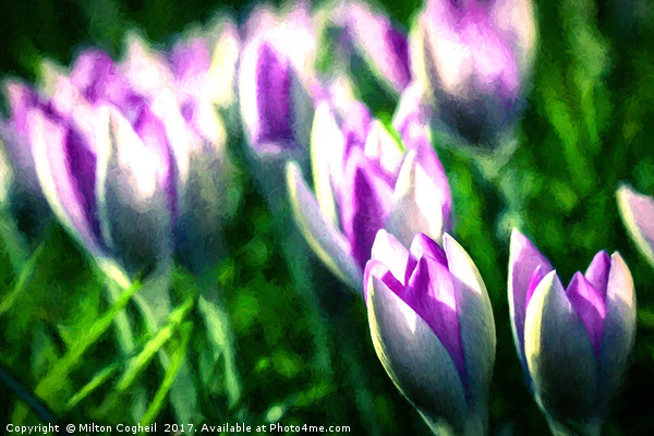 Spring Crocus Flower - Landscape Picture Board by Milton Cogheil